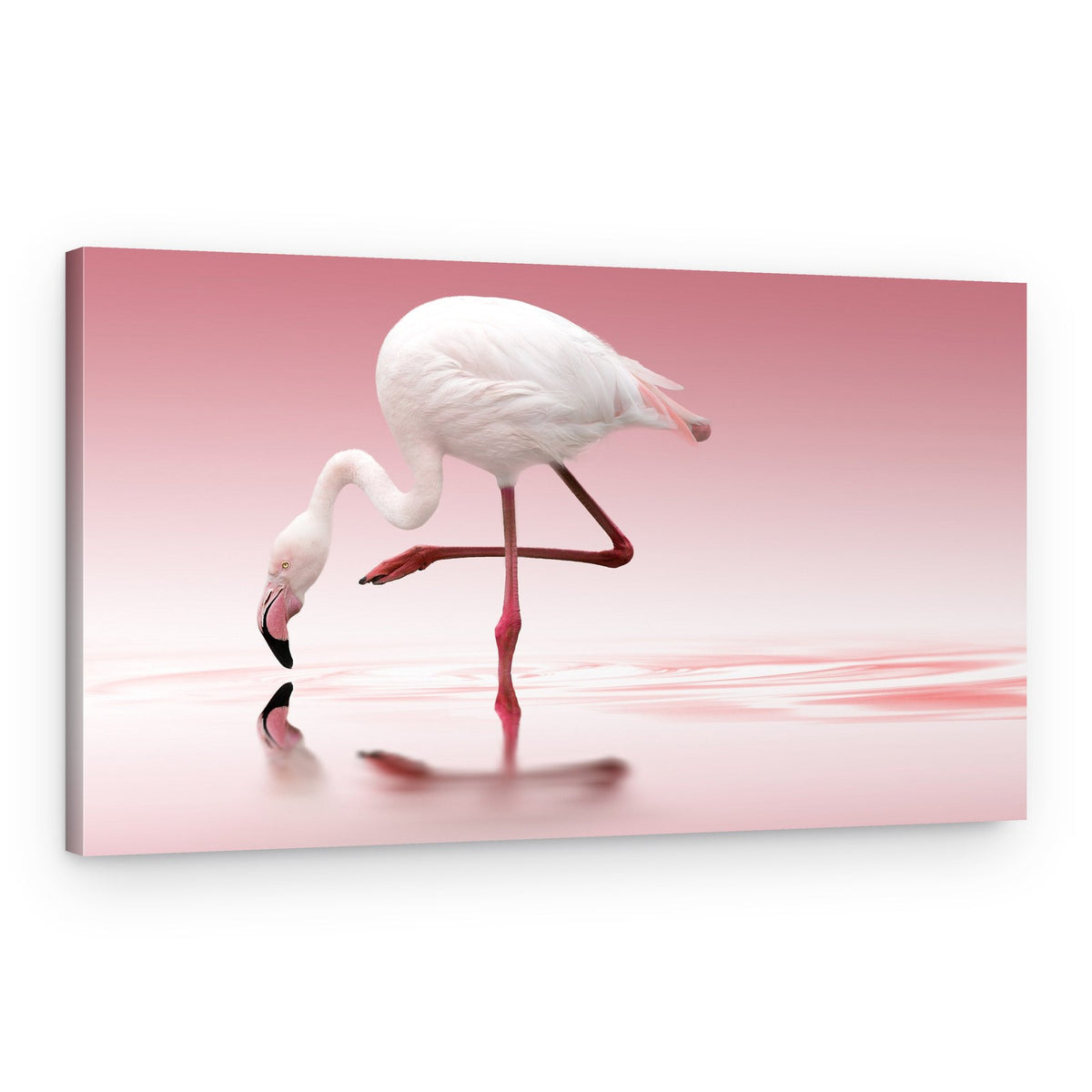 Pink Flamingo Reflection – Canvas Print