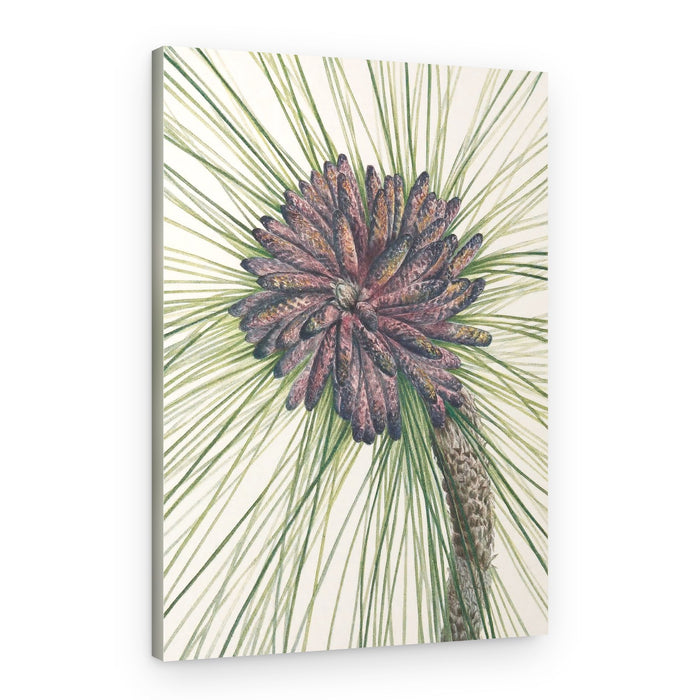 Longleaf Pine From North American Wildflowers (1925) By Mary Vaux Walcott – Canvas Print