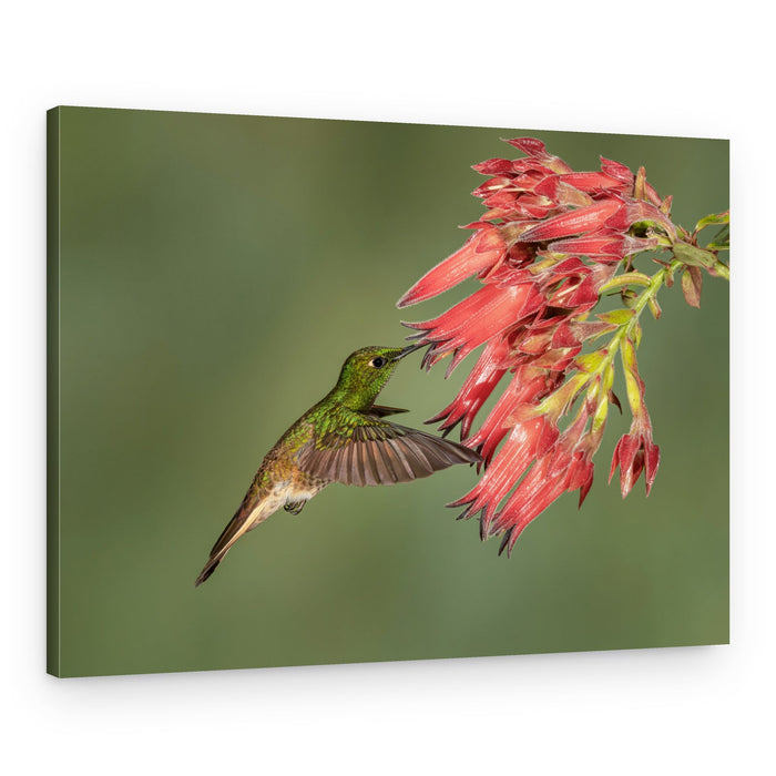 Hummingbird Red Blooms – Canvas Print