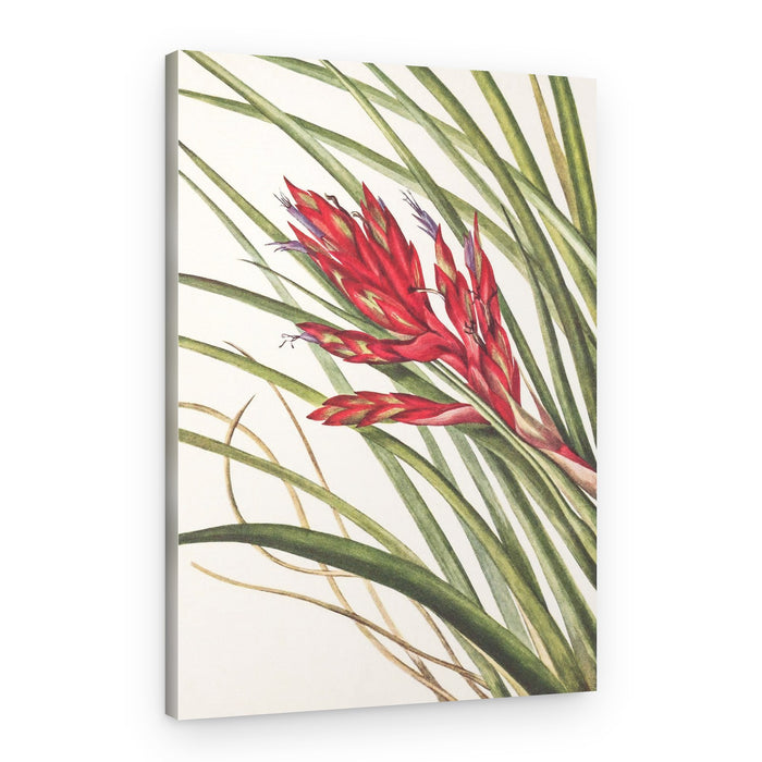 Quill Leaf Tillandsia From North American Wildflowers (1925) By Mary Vaux Walcott – Canvas Print