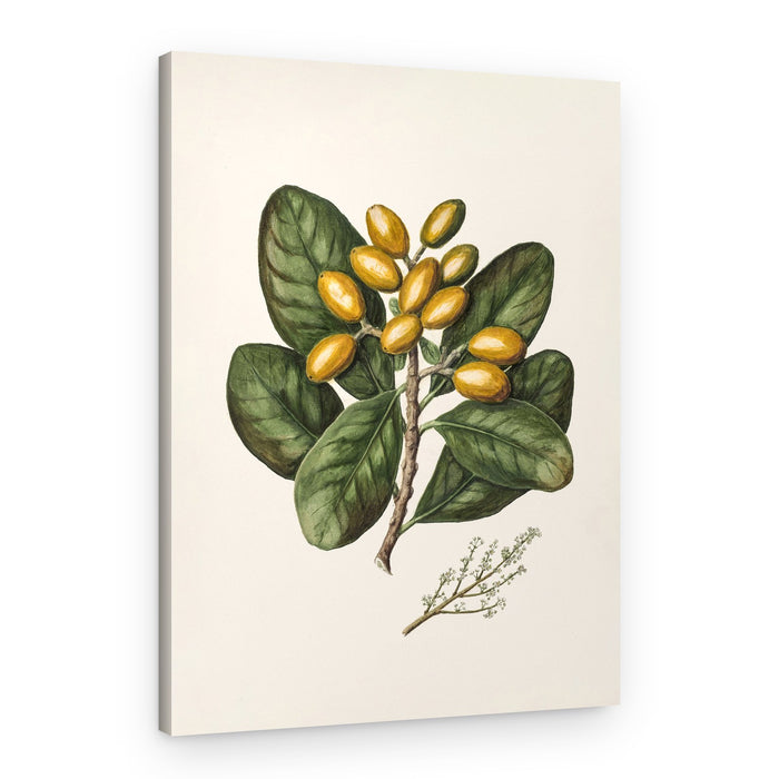 Karaka Drawn By Sarah Featon (1848–1927) – Canvas Print