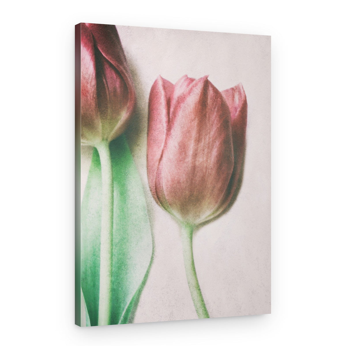 Soft Blush Tulips – Canvas Print