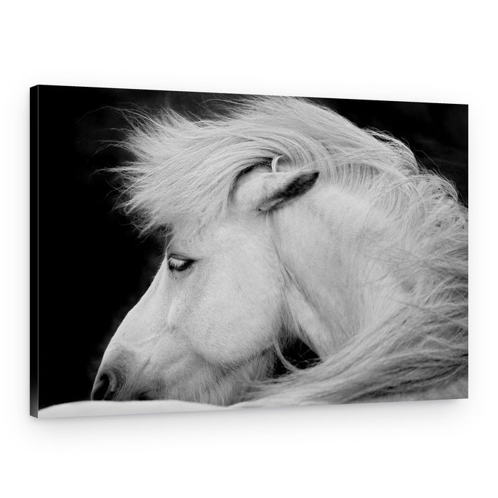 Serene White Horse – Canvas Print