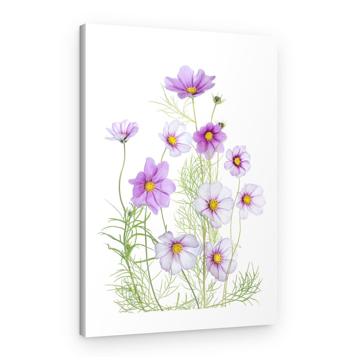 Cosmos Comfort – Canvas Print