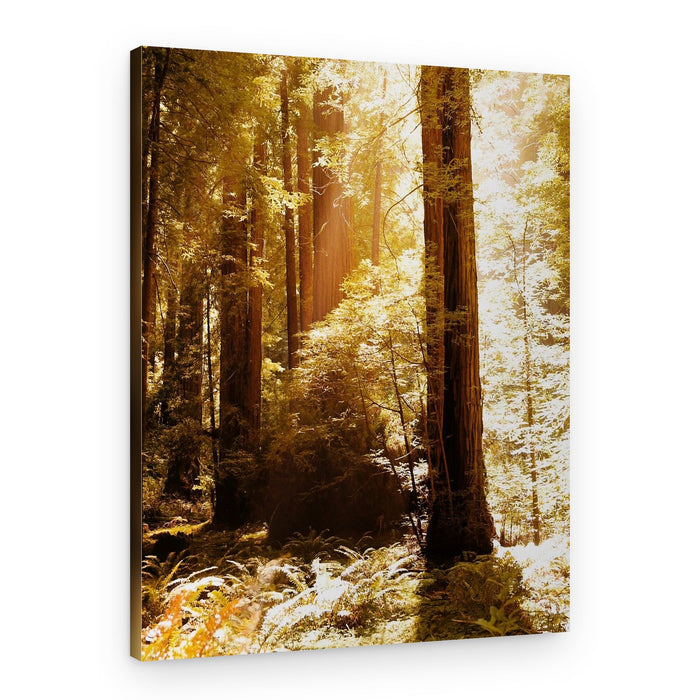 Golden Redwood Forest – Canvas Print