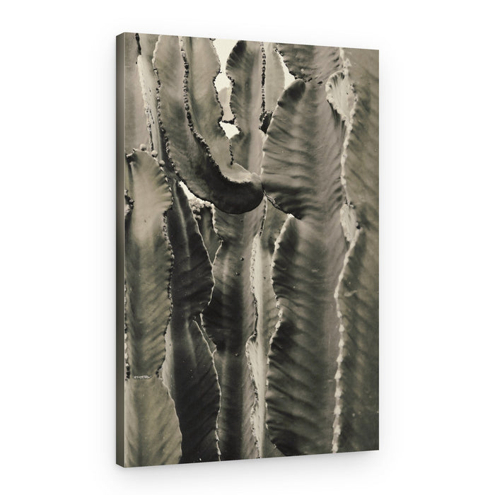 Abstract Succulent Forms – Canvas Print
