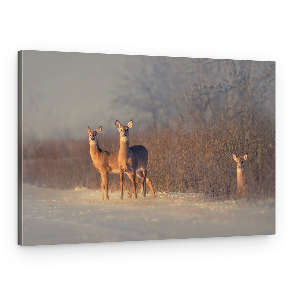 Three Deer Winter Morning – Canvas Print