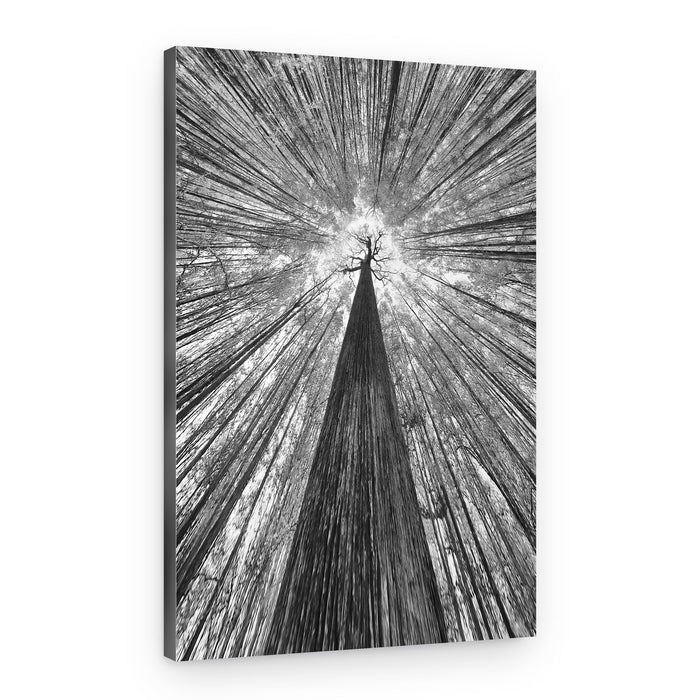 Towering Forest Canopy – Canvas Print