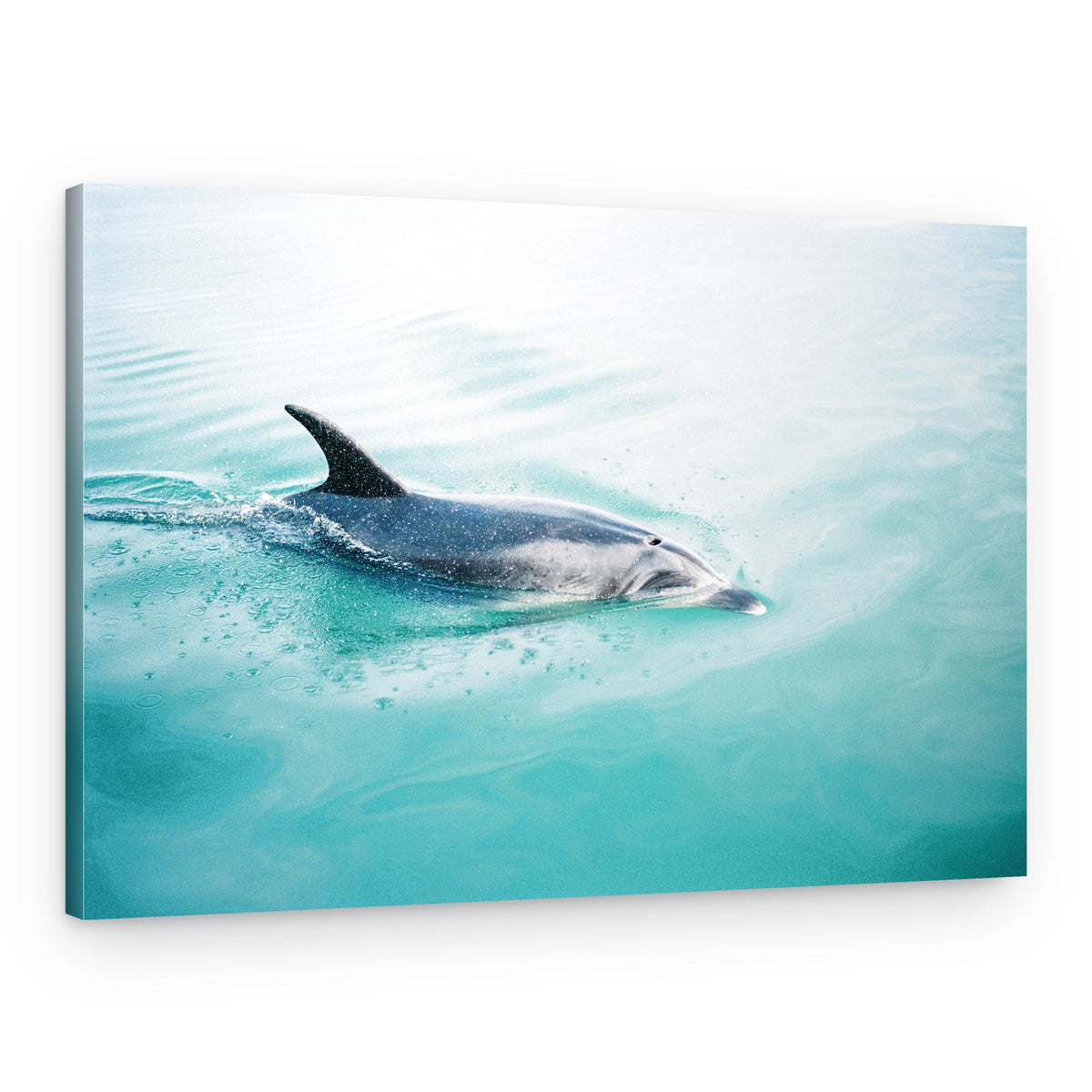 Dolphin N.Z. Northern – Canvas Print