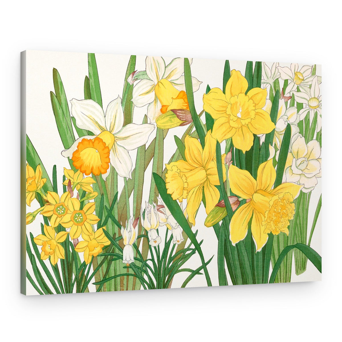 Daffodil No.2 – Canvas Print