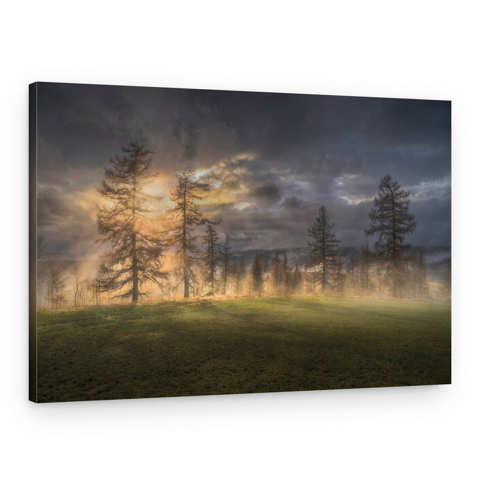 Sunlit Misty Trees – Canvas Print