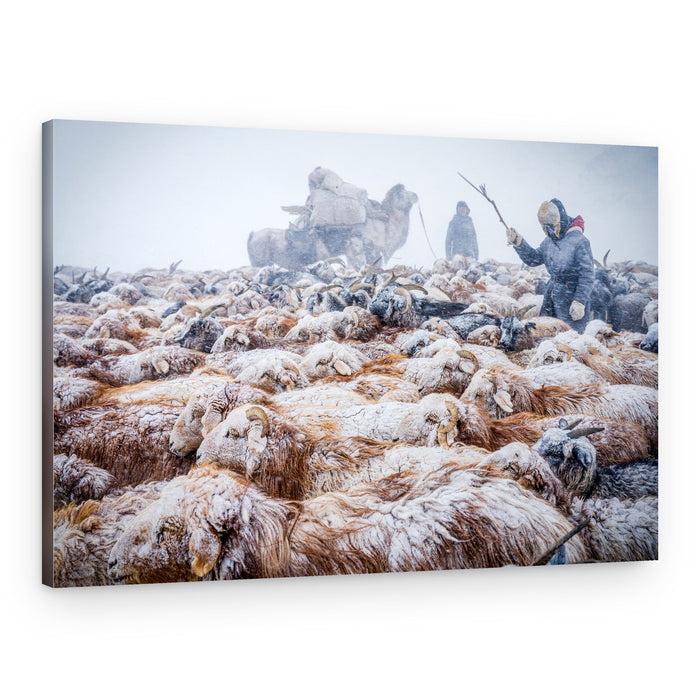 Winter Sheep Migration – Canvas Print