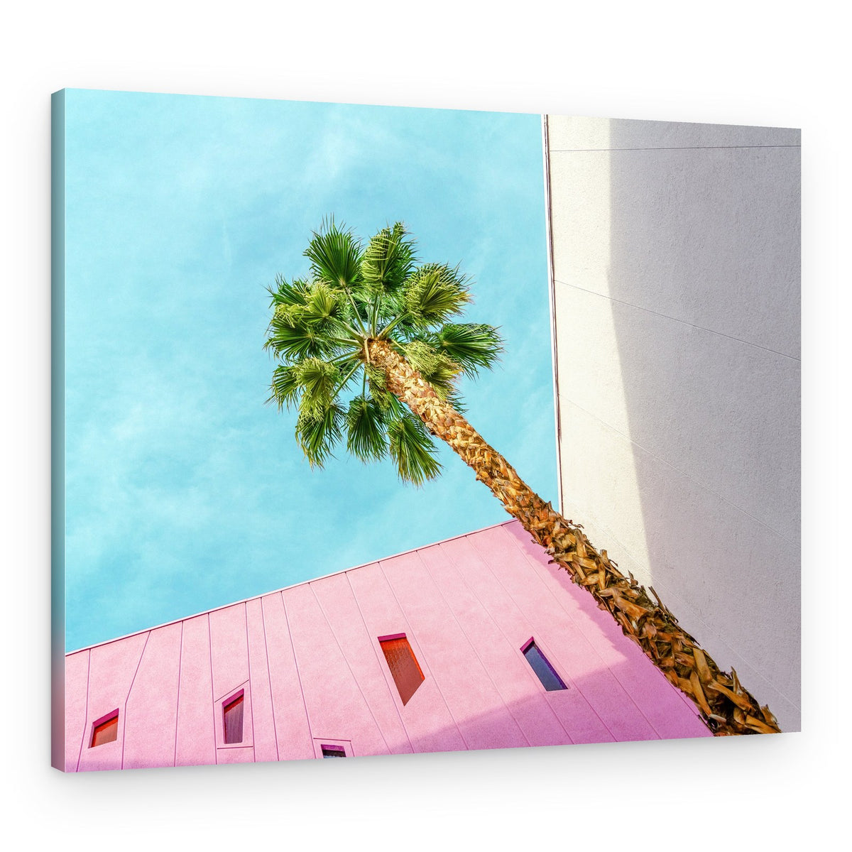 Palm Tree Lookup – Canvas Print