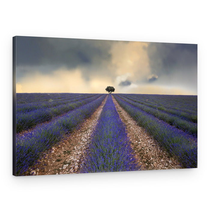 Lavender Field Lone Tree – Canvas Print