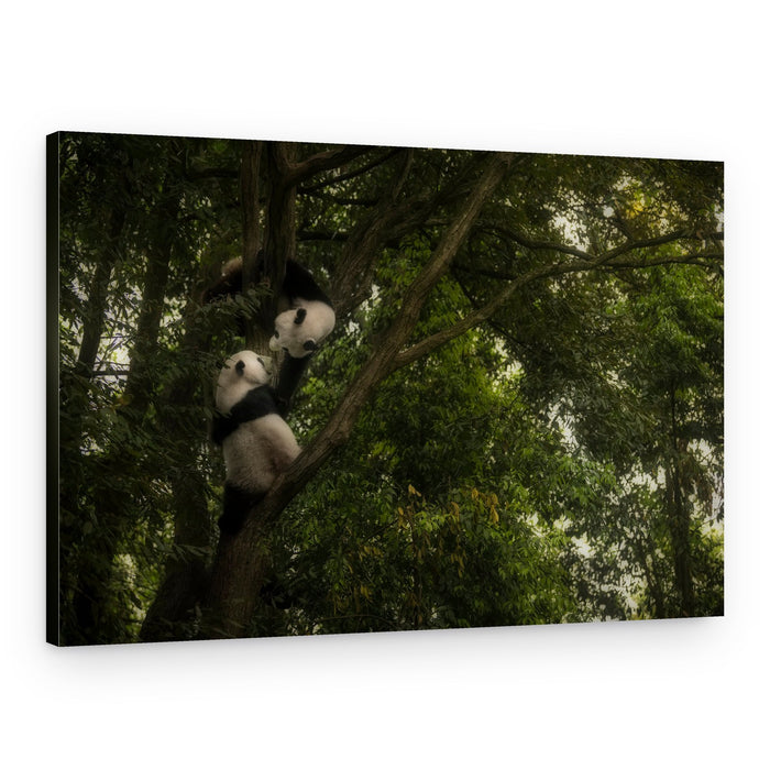 Playful Pandas Climbing Tree – Canvas Print