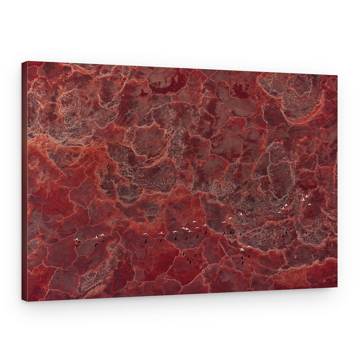 Red Lake Flamingos – Canvas Print