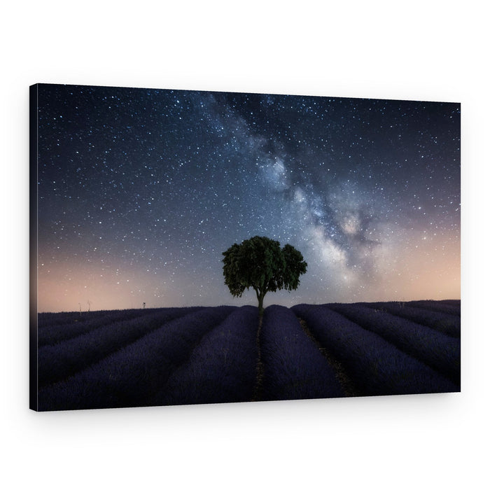 Lavender Under Milky Way – Canvas Print