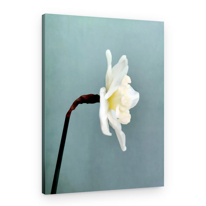 Soft White Daffodil – Canvas Print