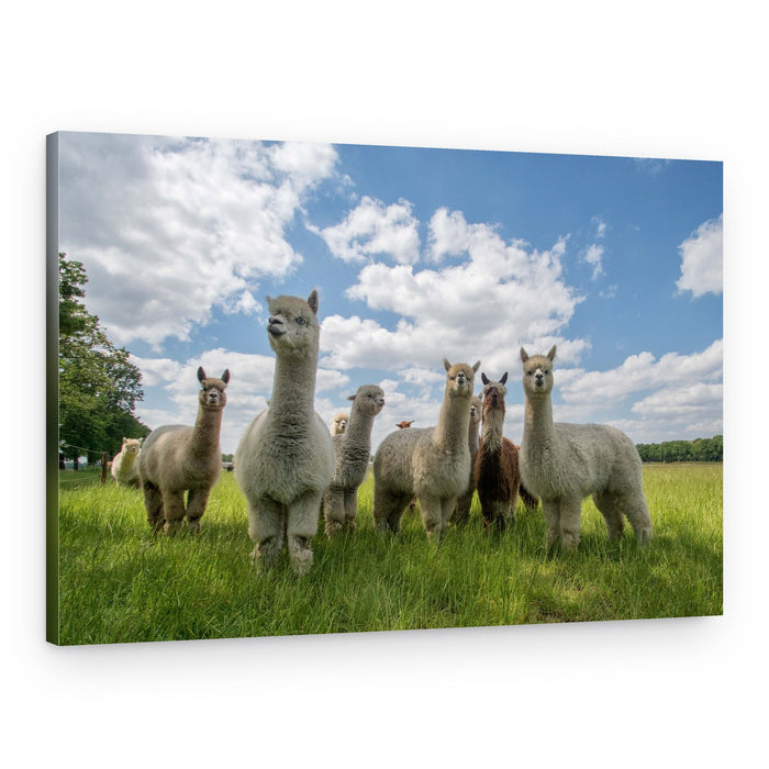 Curious Alpacas in Field – Canvas Print