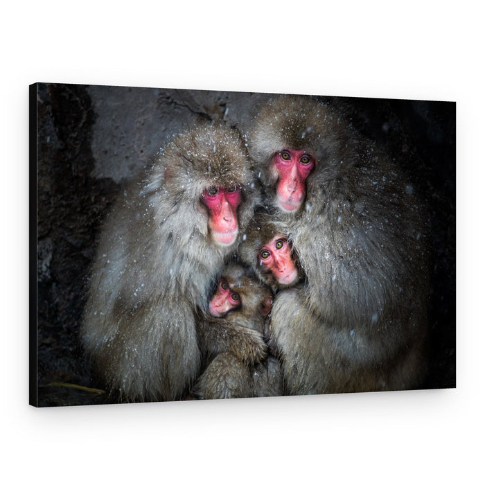 Snow Monkey Family – Canvas Print