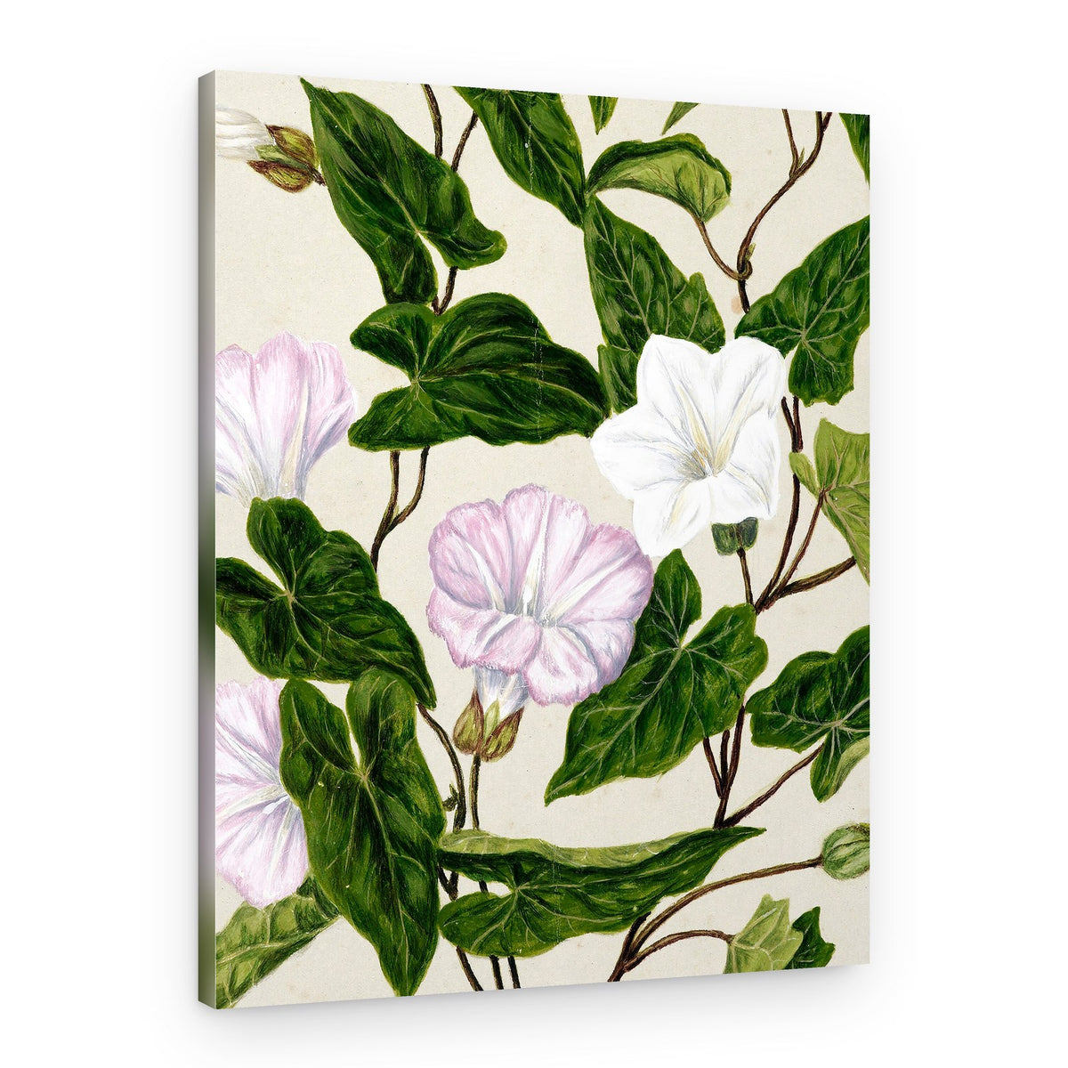 Bindweed Pohu By Sarah Featon (1848–1927) – Canvas Print