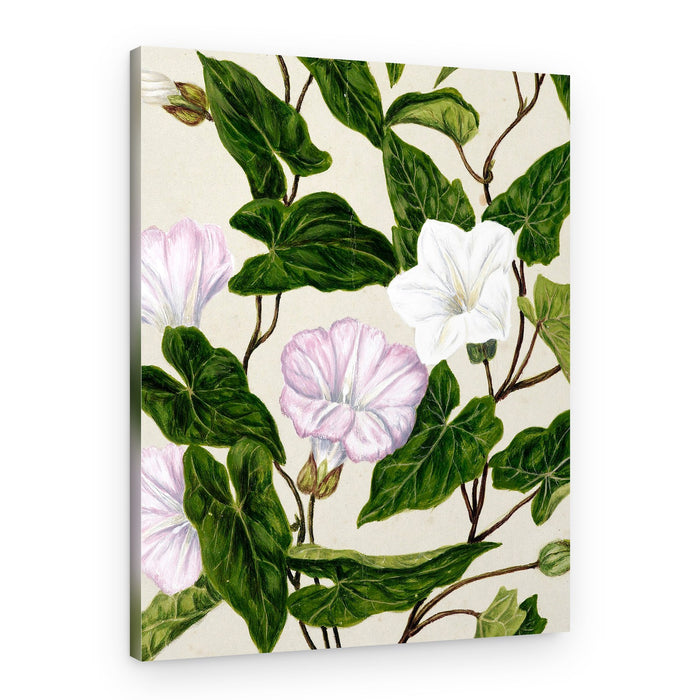 Bindweed Pohu By Sarah Featon (1848–1927) – Canvas Print