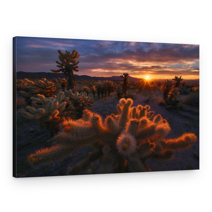 Golden Cholla Sunset – Canvas Print