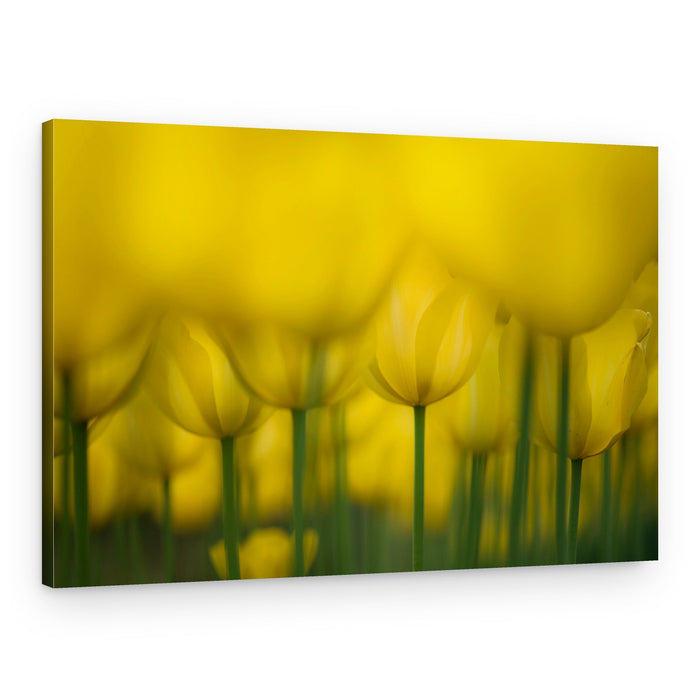 Golden Spring Tulips – Canvas Print