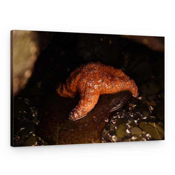 Crescent City Starfish – Canvas Print