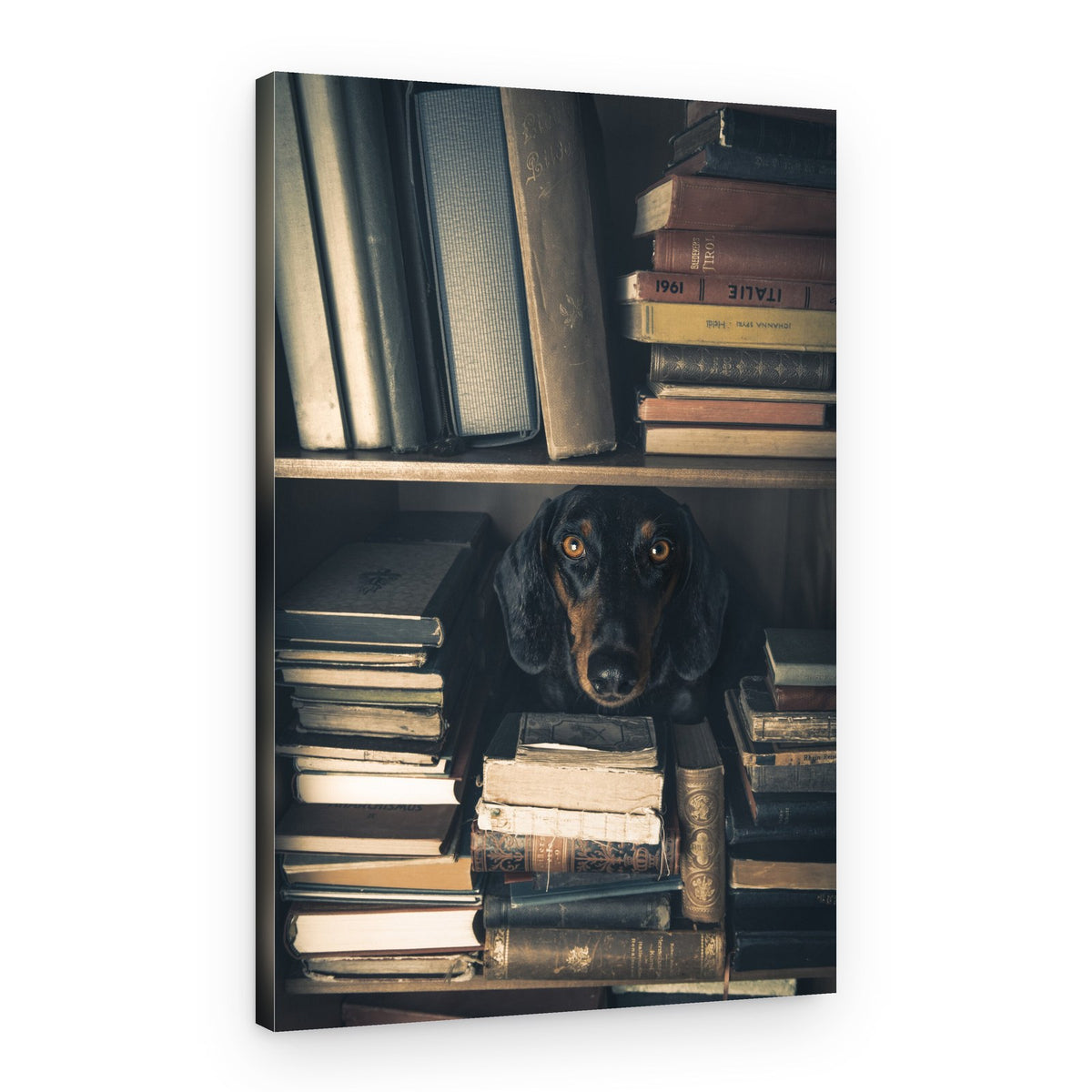 Curious Library Dog – Canvas Print