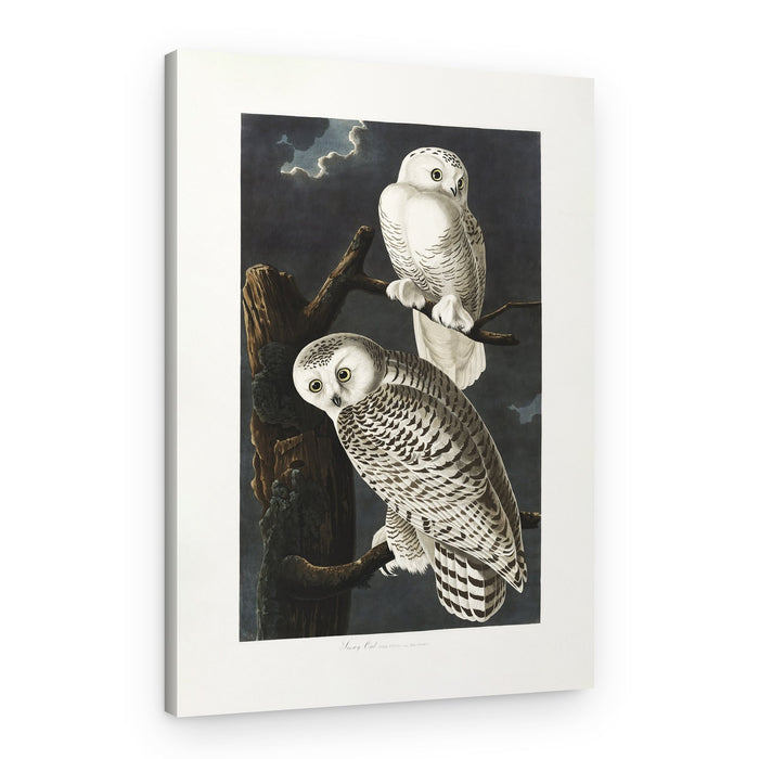 Snowy Owl From Birds of America (1827) – Canvas Print