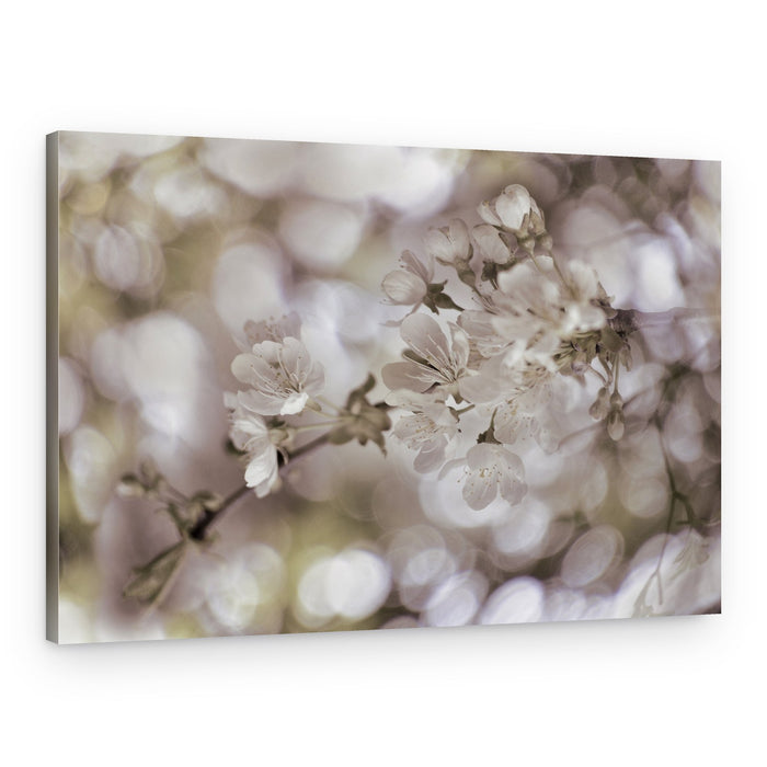 Soft Spring Blossoms – Canvas Print