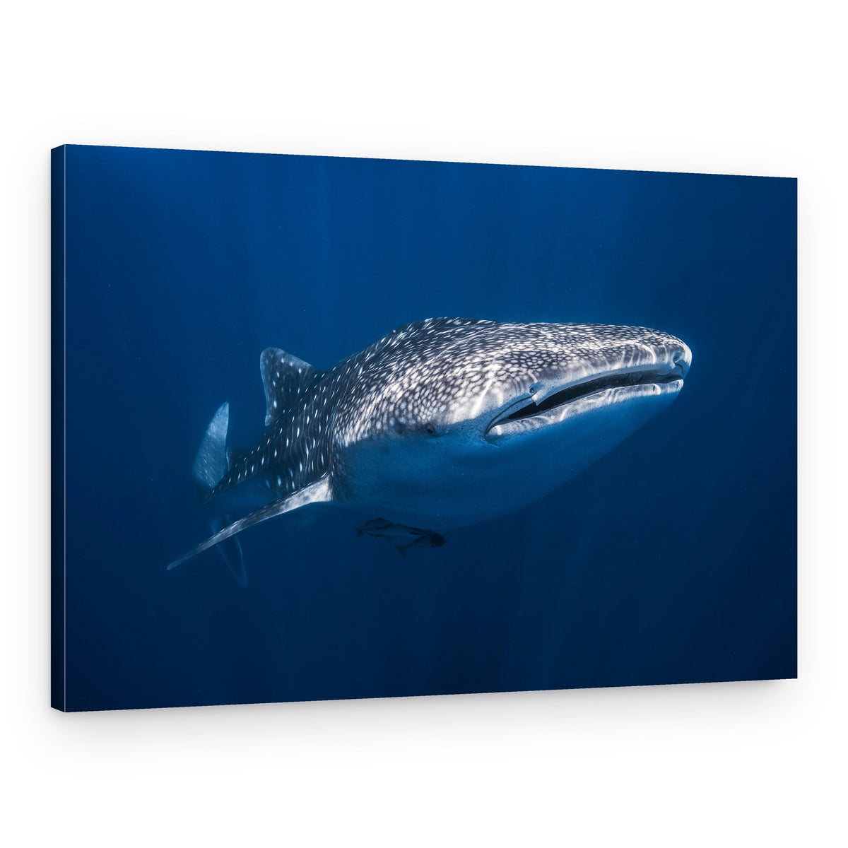 Deep Blue Whale Shark – Canvas Print