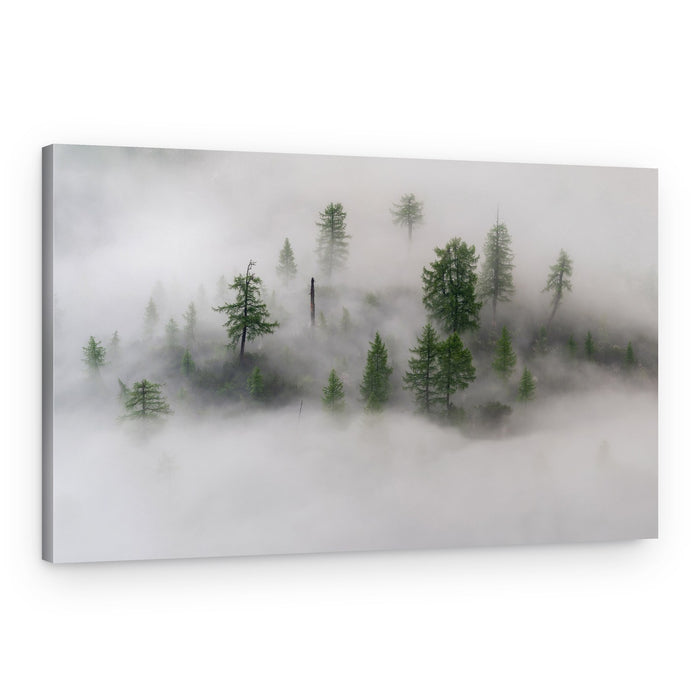 Misty Forest Trees – Canvas Print