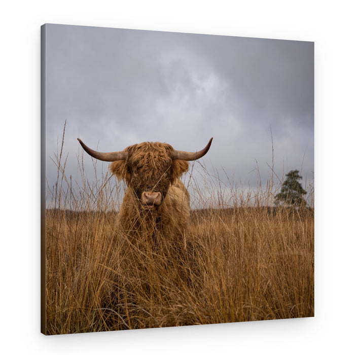 Shaggy Highland Cow – Canvas Print