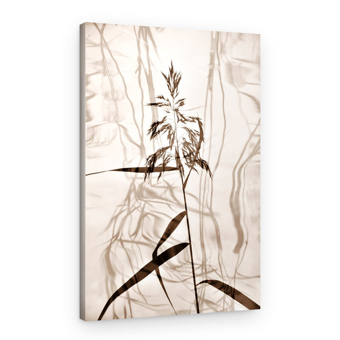 Whispering Reed Shadows – Canvas Print