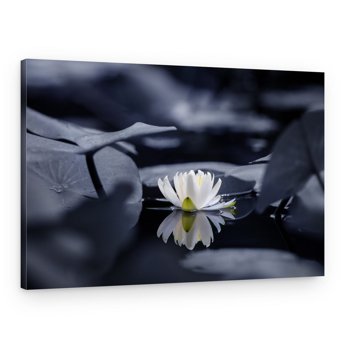White Water Lily Reflection – Canvas Print