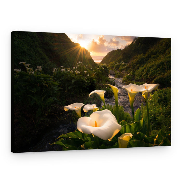 Calla Lily Coastal Sunset – Canvas Print