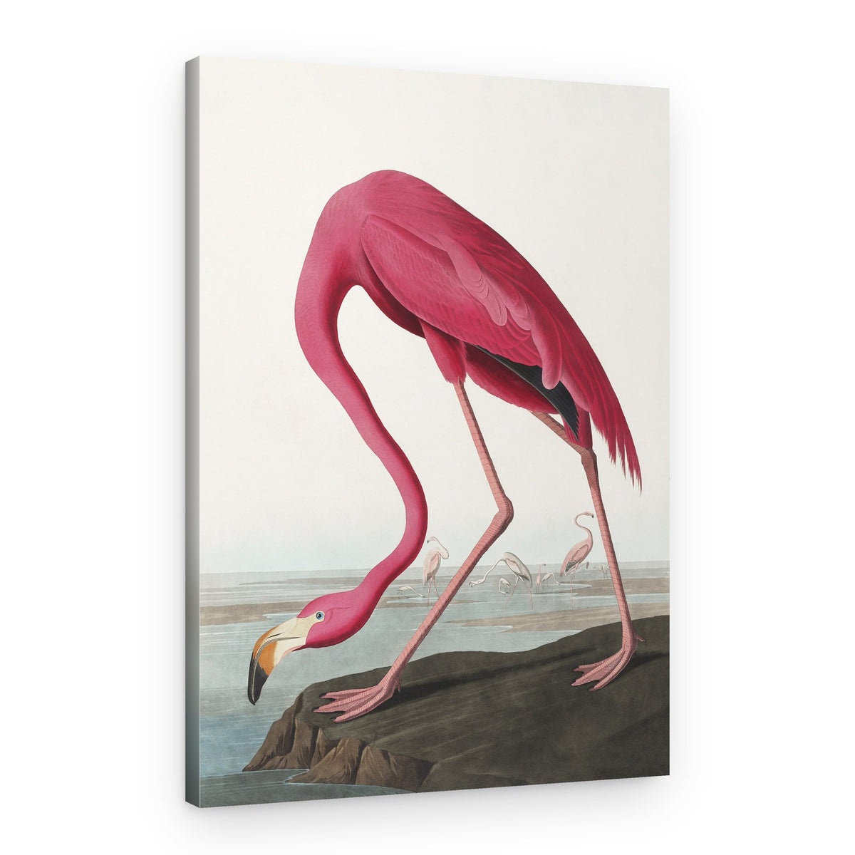 Pink Flamingo Ii From Birds of America (1827) – Canvas Print