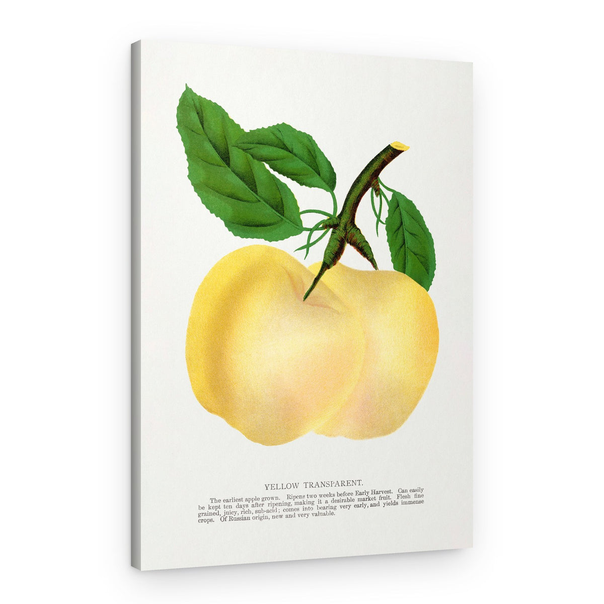 Yellow Transparent Apple Lithograph – Canvas Print