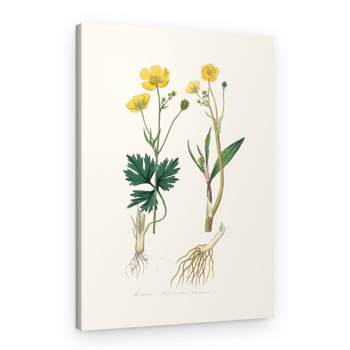 Lesser Spearwort (ranunculus Flammula) Medical Botany – Canvas Print