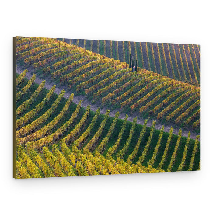 Cypress Vineyard Landscape – Canvas Print
