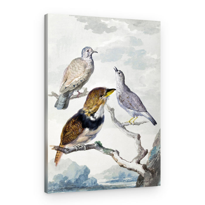 Three Birds, Two Inca Pigeons and a Collared Bearded Cuckoo – Canvas Print