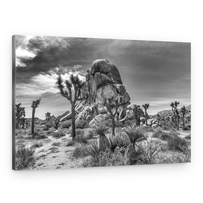 Joshua Tree Desert – Canvas Print