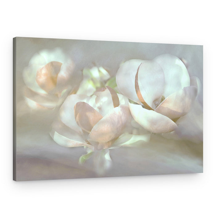 Soft Magnolia Blooms – Canvas Print