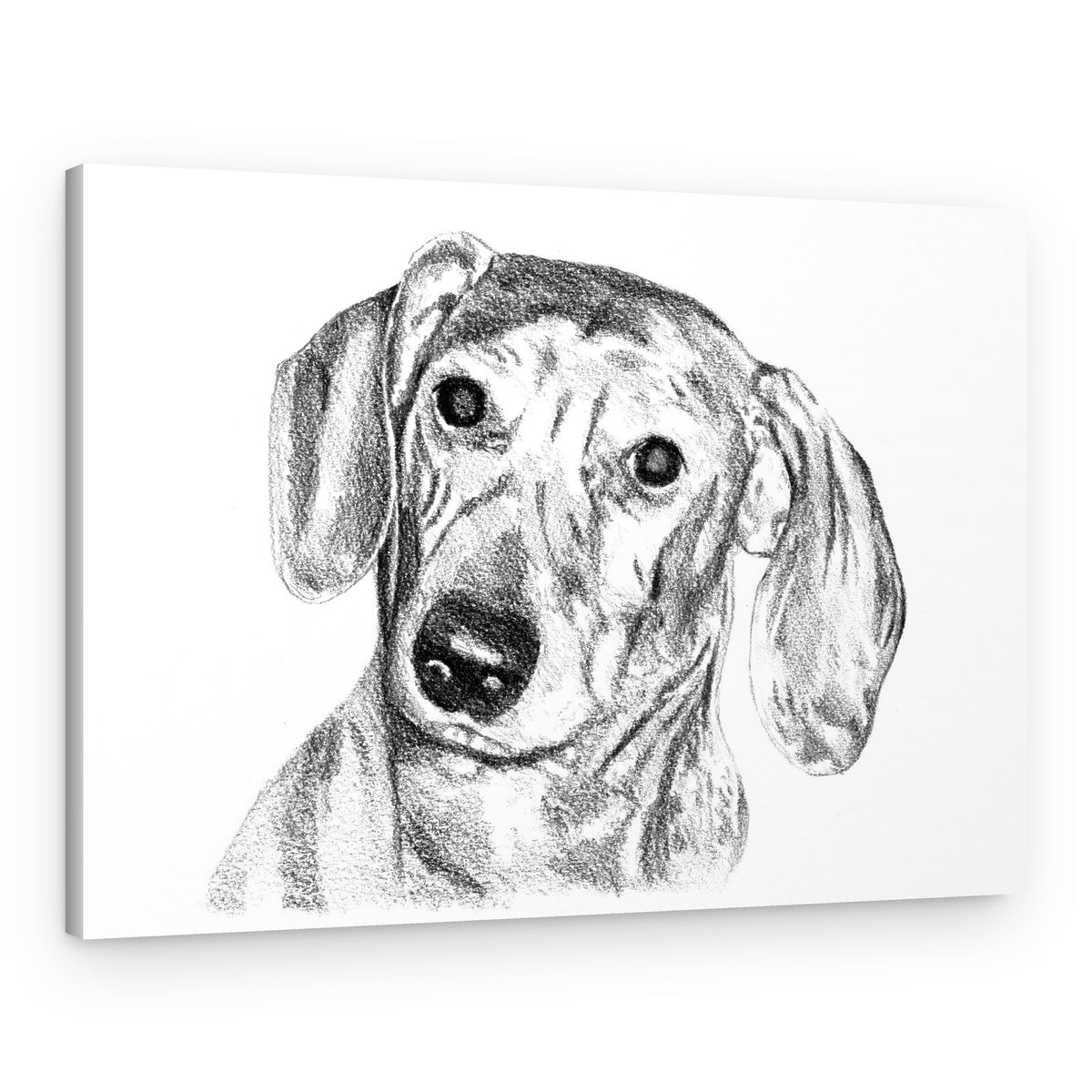 Curious Dachshund Sketch – Canvas Print