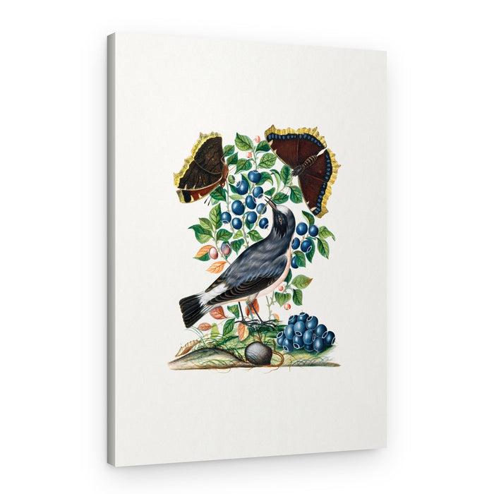 Northern Wheatear – Canvas Print