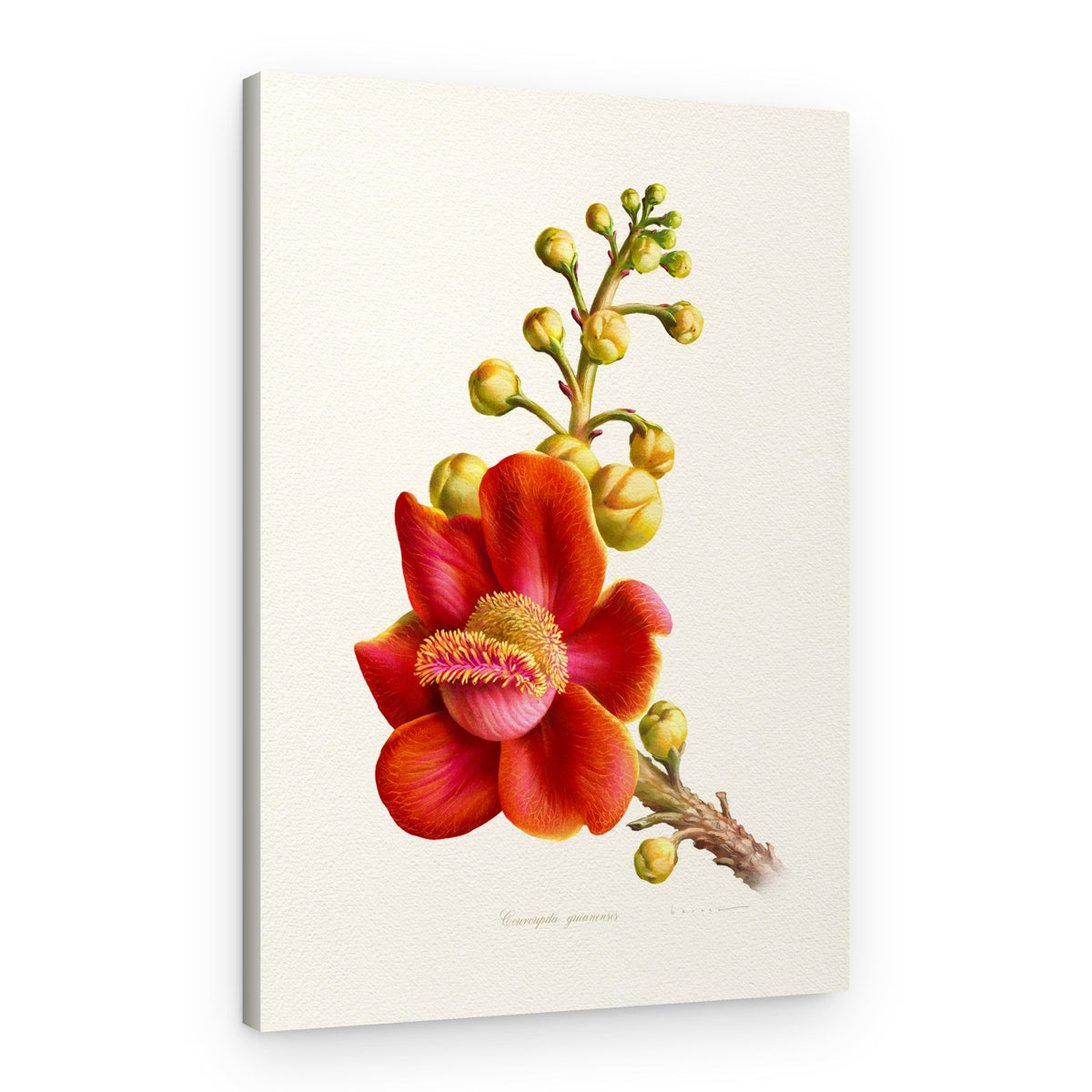 Vibrant Cannonball Flower – Canvas Print