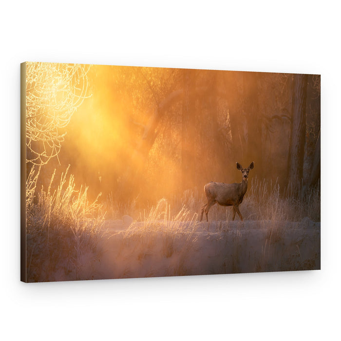 Deer in Golden Mist – Canvas Print