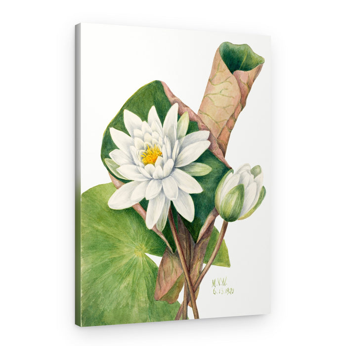 American Waterlily (1920) – Canvas Print